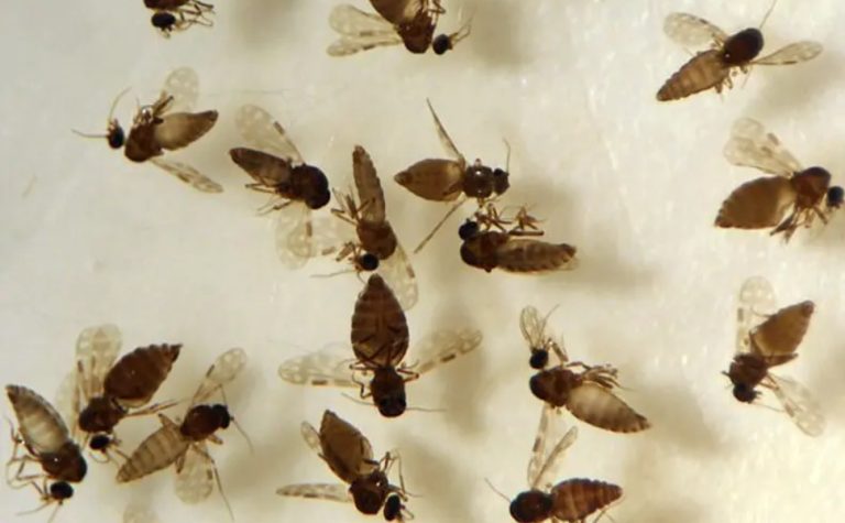 Manaus registra surto recorde de oropouche e vírus se espalha pelo Brasil