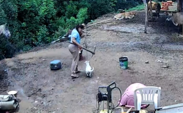 Mulher é investigada por matar cachorro com picareta no RS