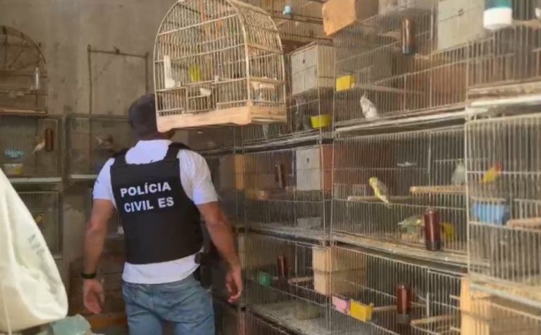 Operação fecha criadouro clandestino e resgata mais de 250 animais na Serra