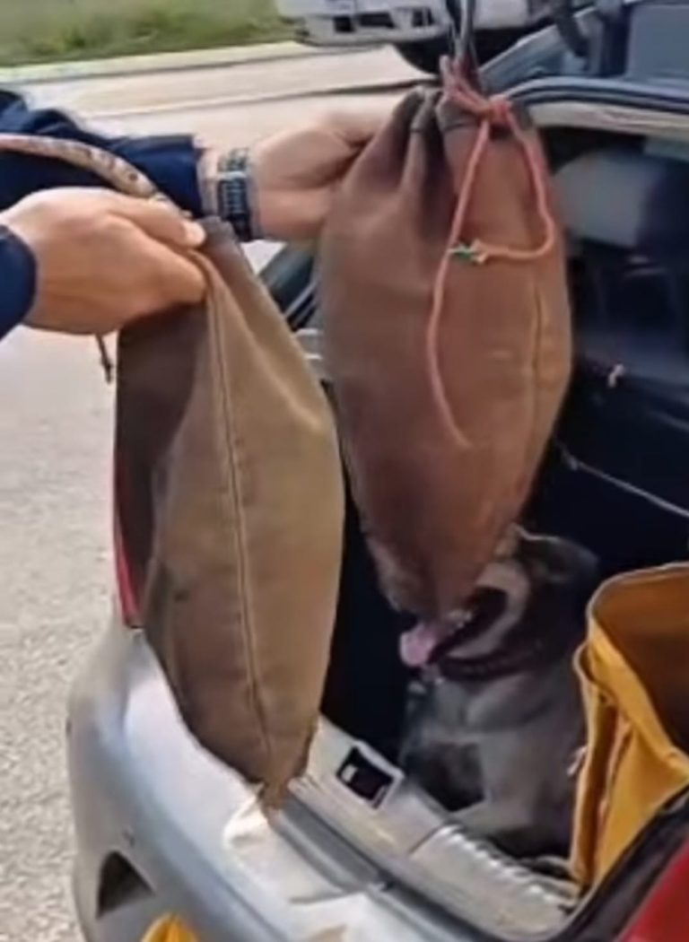 PRF prende motorista que conduzia tatus vivos no porta malas do carro pela BR 232