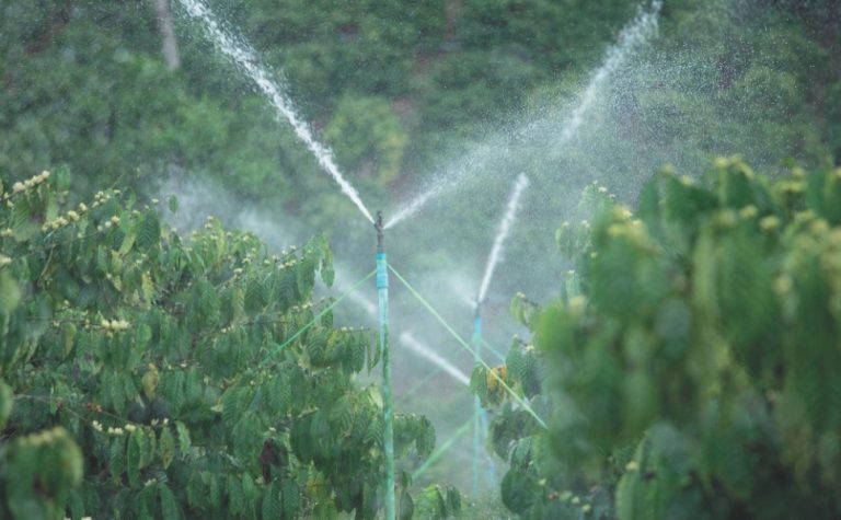 “Sensor de estresse” identifica falta de água na irrigação do café