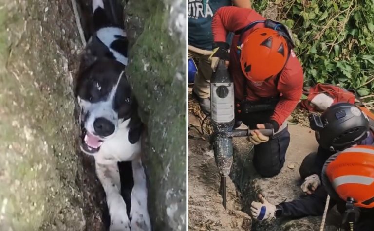 VÍDEO | Cadela é resgatada pelos Bombeiros após cair em fenda de rocha no ES