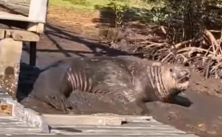 VÍDEO | Elefante-marinho é flagrado às margens de rio em Aracruz