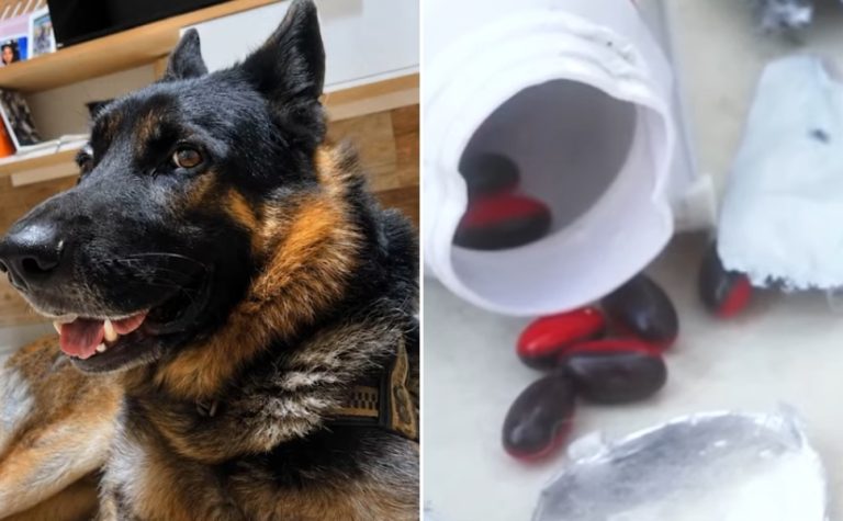 Cão morre ao rasgar encomenda e ingerir cápsulas de cafeína após entrega na Serra