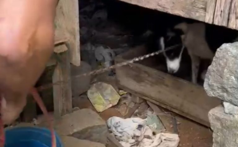 Dois cães acorrentados são resgatados durante operação da Polícia Civil