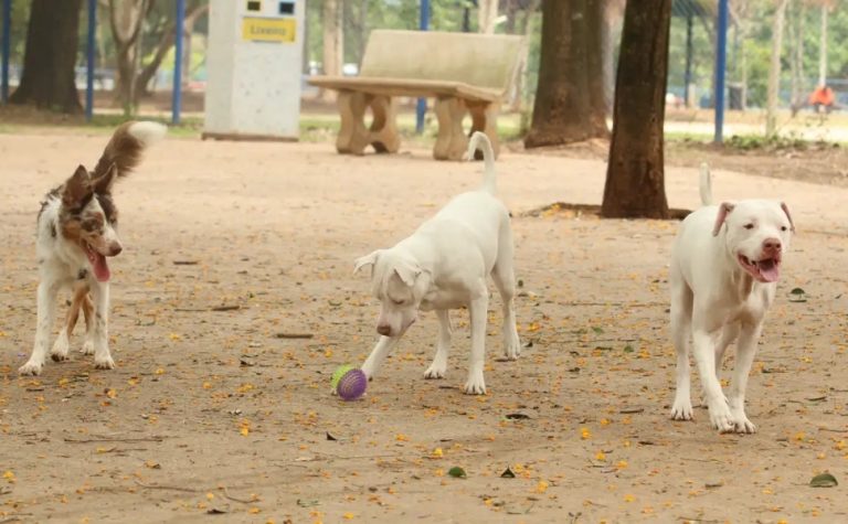 Lei torna crime exercício ilegal da medicina veterinária