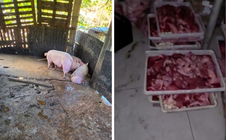 Meia tonelada de carne é apreendida em abatedouro clandestino em Cariacica