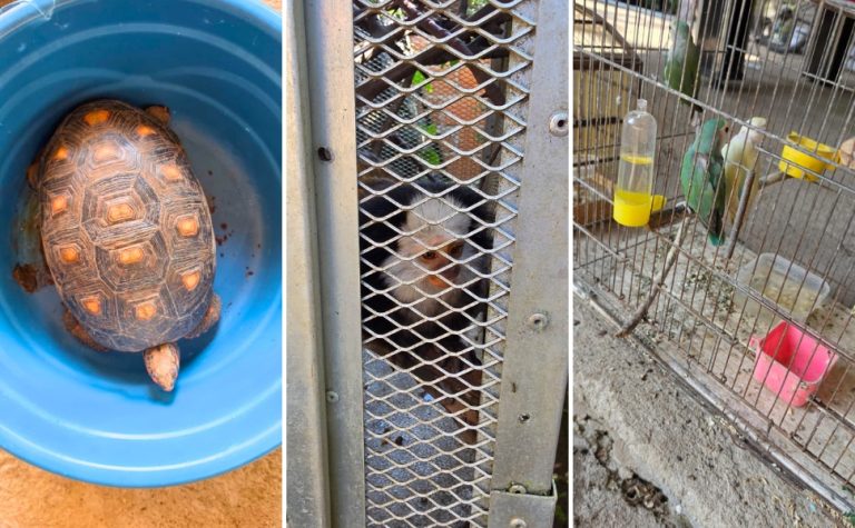 Mulher é detida suspeita de manter 13 animais silvestres em cativeiro em Vila Velha
