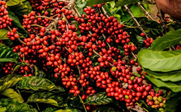 Exigências regulatórias da UE podem embarreirar pequenos cafeicultores