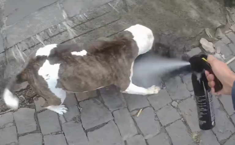 PM precisa usar spray de pimenta em pitbull durante ataque contra poodle