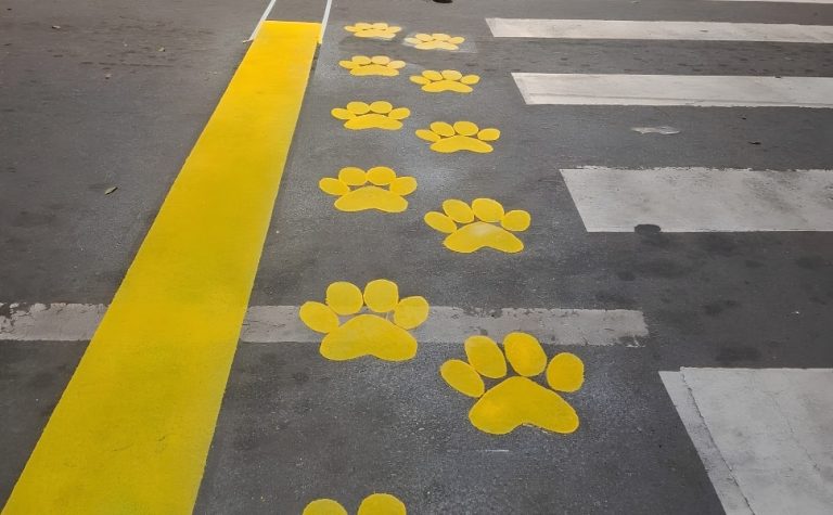 Patarela: conheça iniciativa inédita para proteger os animais no ES