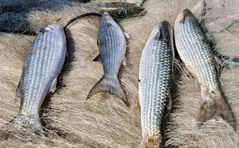 Pesca de tainha na modalidade arrasto de praia está suspensa