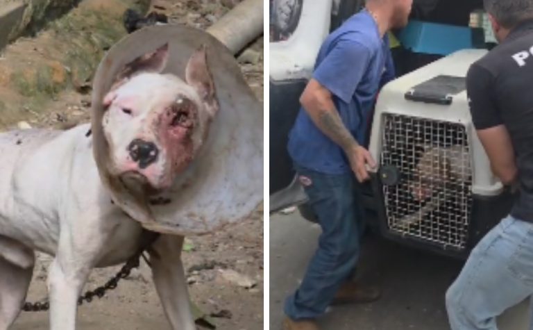 Polícia Civil resgata dois cães em maus-tratos em Viana