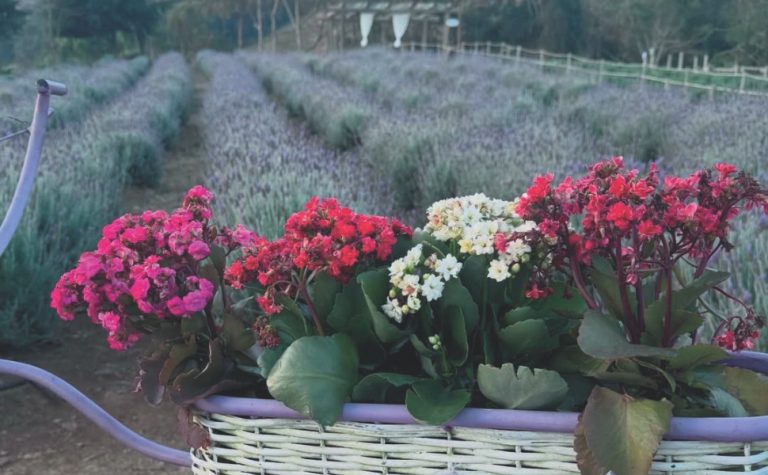 Roteiros de campos de flores nas montanhas do ES