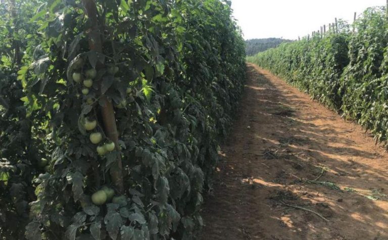 Tomates produzidos em Vila Velha abastecem três estados do Brasil