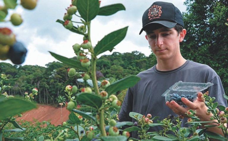 Tribuna agro: fruta que custa mais de R$ 100 o quilo ganha força no ES