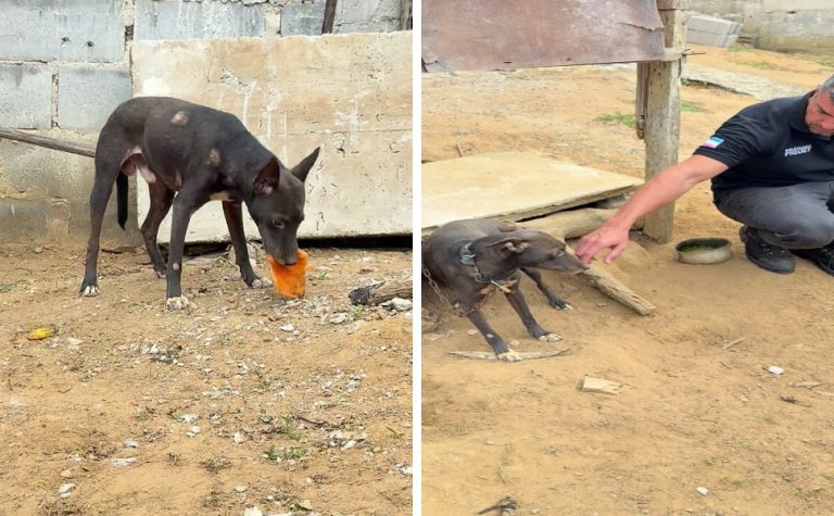 Vídeo de agressão a cão leva à prisão de homem de 73 anos em Cariacica