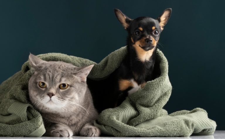 Vitória vai ter mapeamento inédito de animais