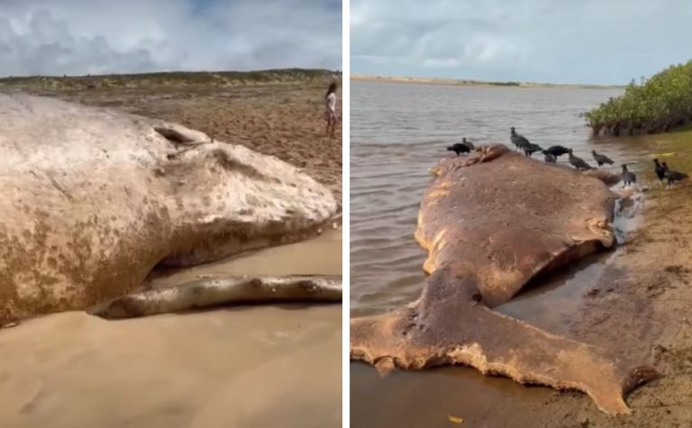 Baleias são encontradas mortas no litoral norte do Espírito Santo
