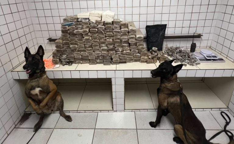 Cães da Polícia Militar encontram carga de drogas na Serra
