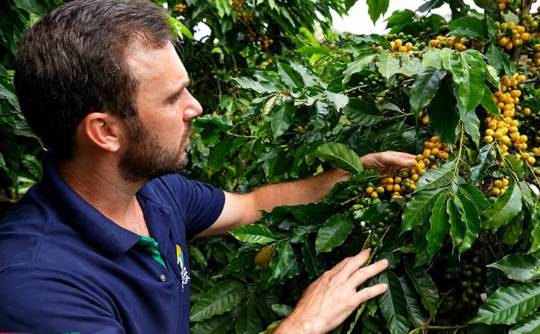 Café mais resistente com cultivo orgânico no campo capixaba