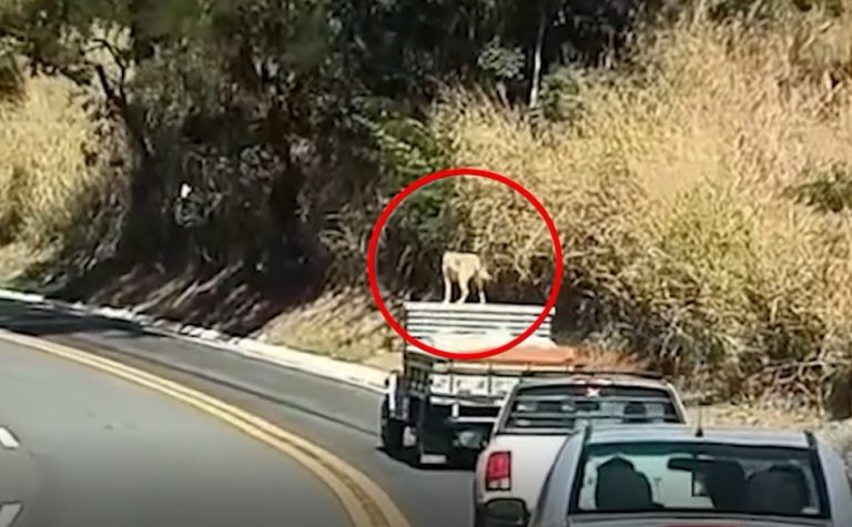 Caramelo é flagrado em cima de teto de carro em movimento no Sul do ES