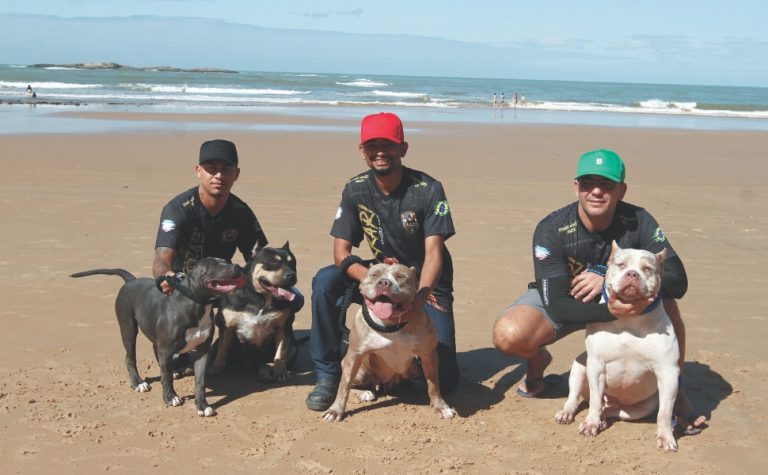 Conheça os pit monsters, raça de cães inédita no País