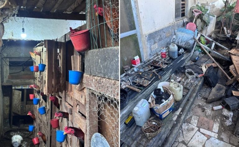 Criança é encontrada em casa com animais em situação de maus-tratos em Guarapari