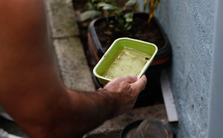 El Niño pode aumentar casos de chikungunya e dengue no Brasil