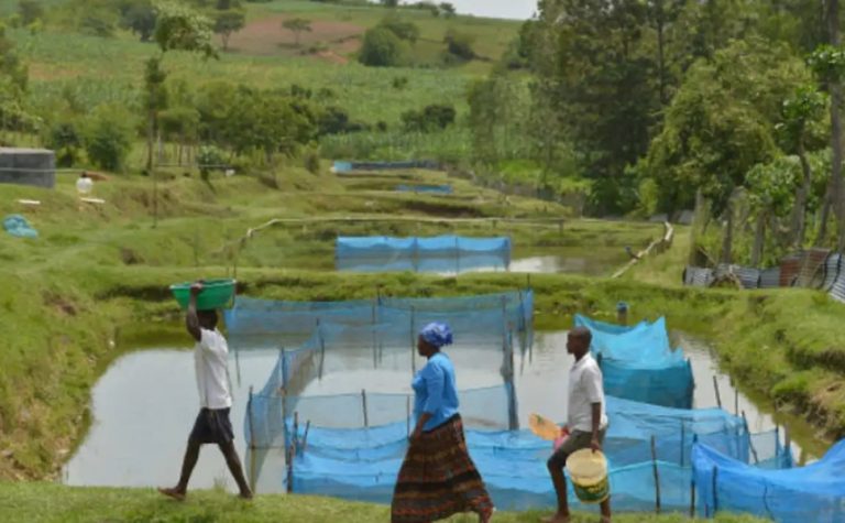 Estudo alerta para avanço de bactéria em criações de peixes