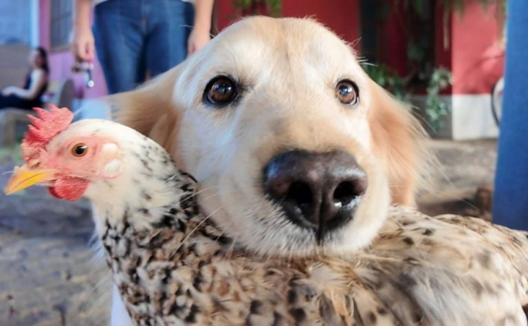 Golden retriever e galinha viram dupla inseparável em Castelo e encantam a web