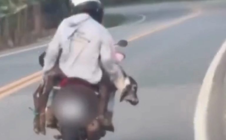 Homens são flagrados carregando bezerro em moto no Noroeste do ES