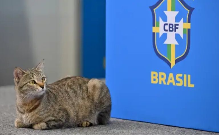 Internautas relembram ‘maldição do gato’ após eliminação da seleção