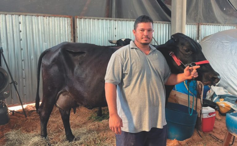 Luana, a vaca que ouve forró e dá mais leite