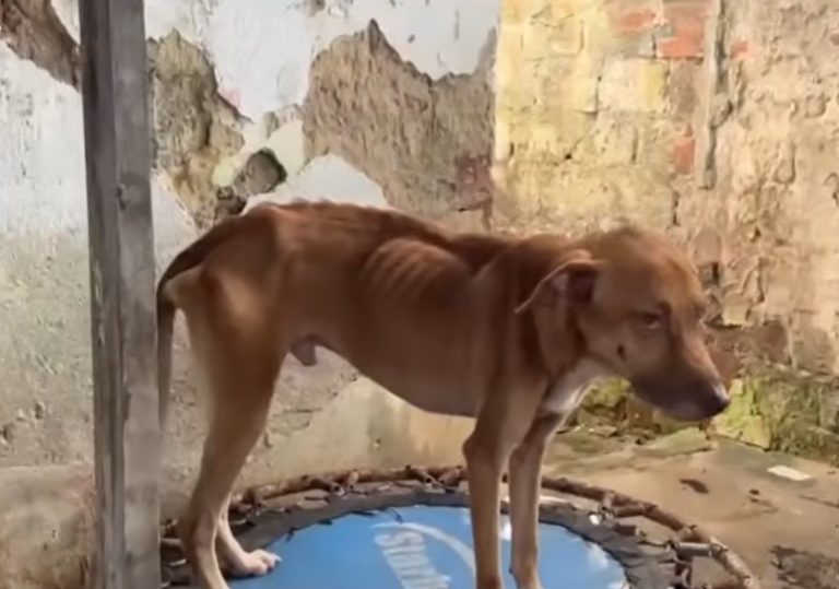 Mulher é presa por maus-tratos a 41 animais no Recife
