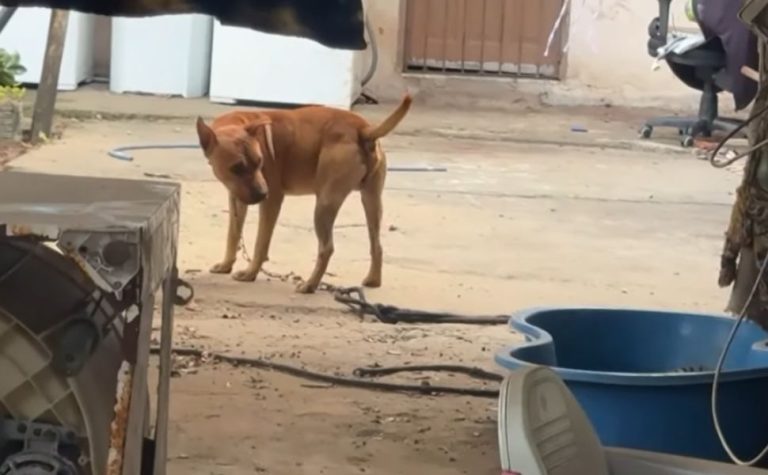 Mulher fica com rosto desfigurado após ser atacada pelo próprio cachorro