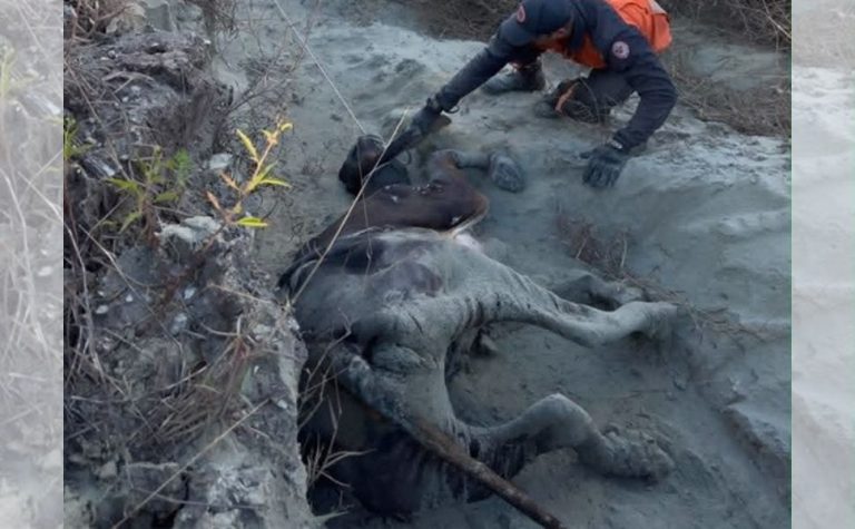 VÍDEO|Novilha de 300 kg é resgatada após dois dias presa em morro em Afonso Cláudio