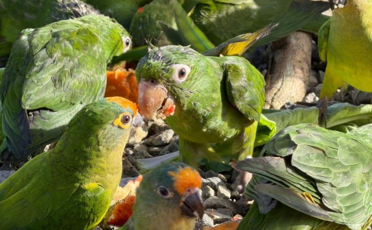 140 animais silvestres resgatados são devolvidos à natureza em Guaçuí