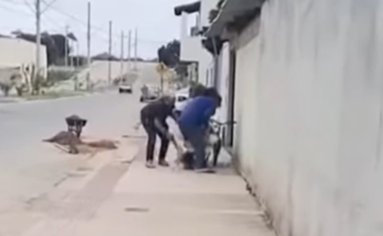 VÍDEO | Criança de oito anos é atacada por pitbulls após tentar salvar coelho