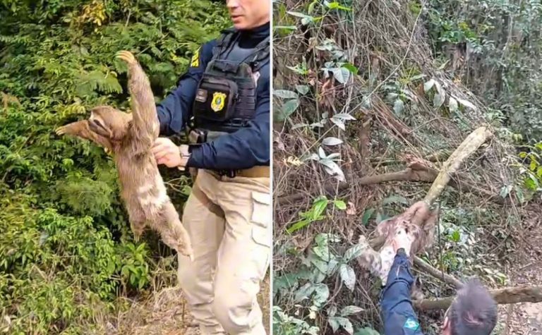 Bicho-preguiça em situação de risco é resgatado às margens da BR-101 em São Mateus