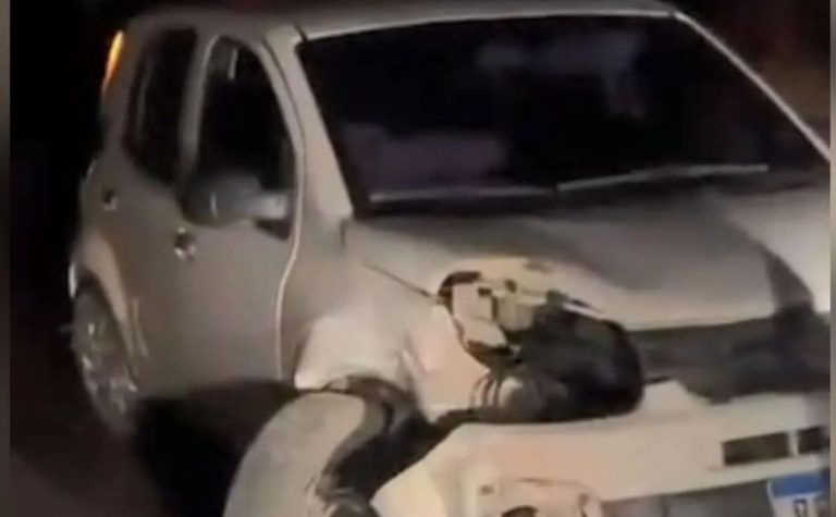 Carro atropela capivara e bate em árvore em rodovia no Sul do ES