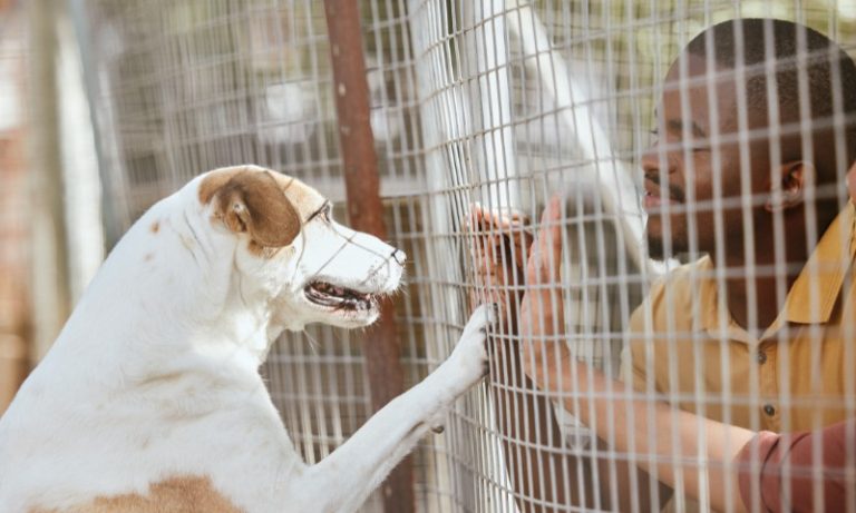 Cérebro de cachorros capta várias emoções no rosto humano, diz estudo