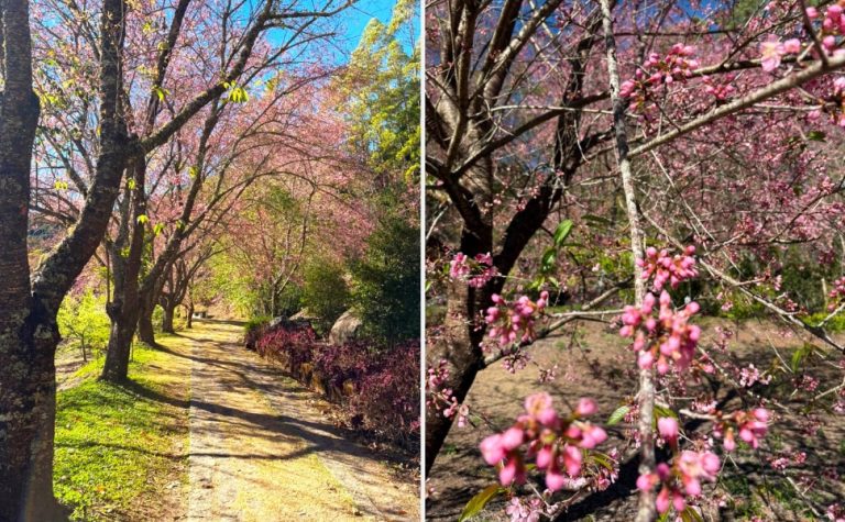 Cerejeiras entram no auge da floração na Região Serrana do ES