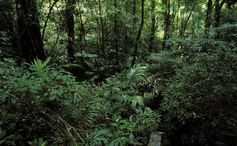Desmatamento tem novo recorde mínimo em 2025 na mata atlântica e no pampa