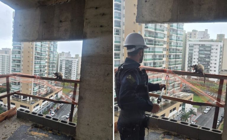 Gambá é resgatado no 8º andar de um prédio em construção em Itaparica