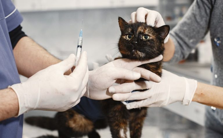 Governo anuncia construção do 1º Hospital Público Veterinário do ES