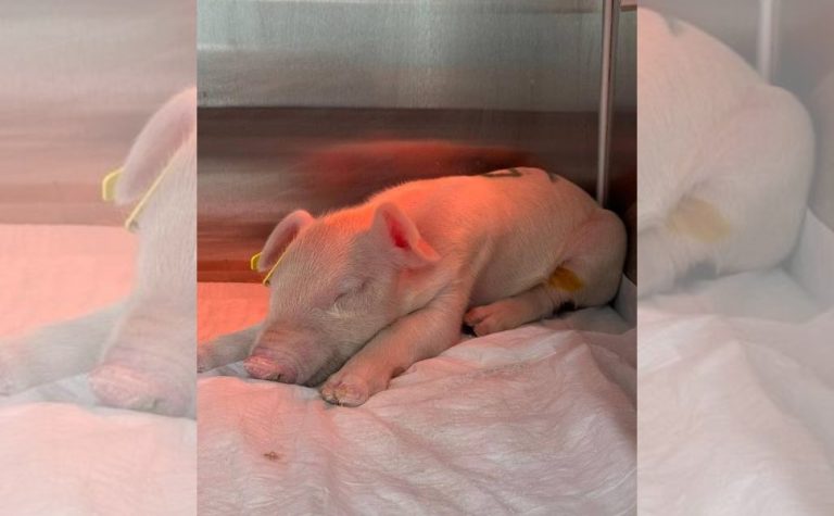 Morre porco clonado em projeto da USP para transplante de órgãos em humanos