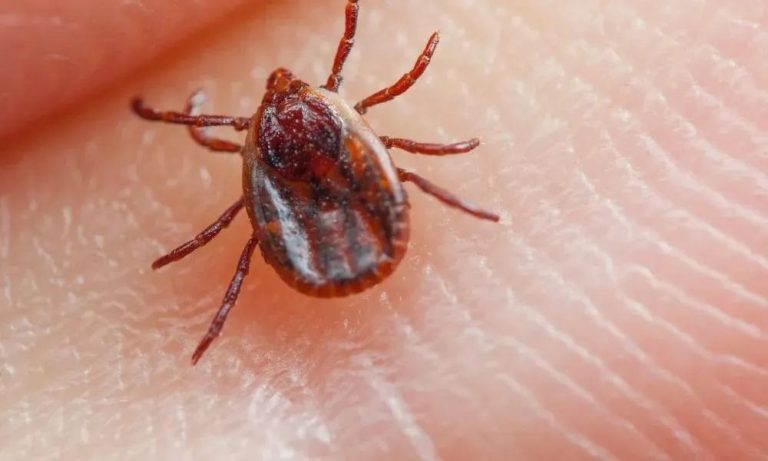 Morte por febre maculosa é confirmada em Boa Esperança