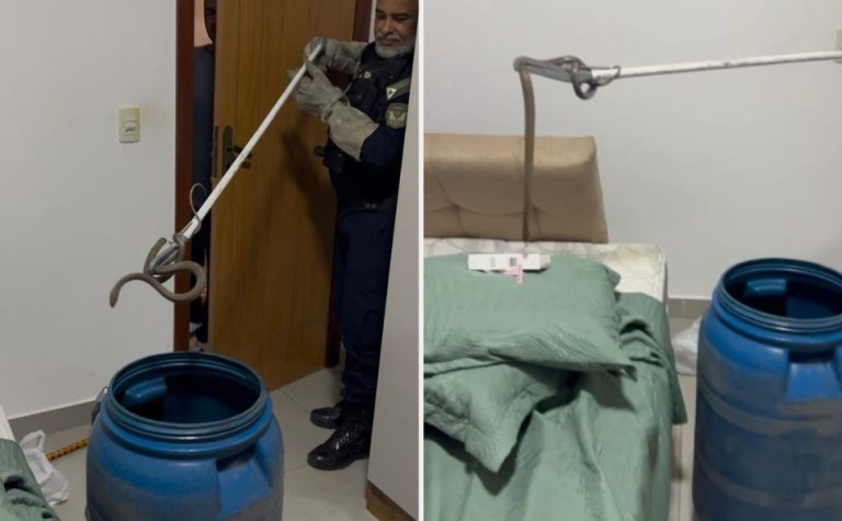 Serpente é resgatada dentro de quarto em Vila Velha