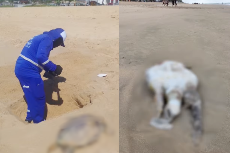 Tartarugas e boto são encontrados mortos em praias do Grande Recife